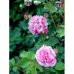 'Louise Odier' Rosa Bourboniana 'Louise Odier' (Bourbonrose) A-Kvalitet,- Barrods Roser Min. 3 Grene 12 'Louise Odier' Rosa Bourboniana 'Louise Odier' (Bourbonrose) A-Kvalitet,- Barrods Roser Min. 3 Grene -Sirius Butik fi5609 rosa x borboniana louise odier 7f51