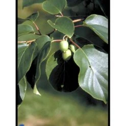 Almindelig Stikkelsbærkiwi Actinidia Arguta Potte 2,0 Liter,- Opbundet -Sirius Butik fi5614 actinidia arguta 3f2a