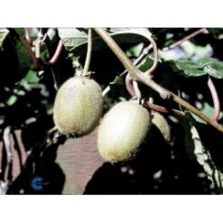Kiwi 'Boskoop' Actinidia Chinensis 'Boskoop' (Hunplante) Potte 2,0 Liter,- Opbundet 7 Kiwi 'Boskoop' Actinidia Chinensis 'Boskoop' (Hunplante) Potte 2,0 Liter,- Opbundet -Sirius Butik fi5615 actinidia chinensis boskoop b258