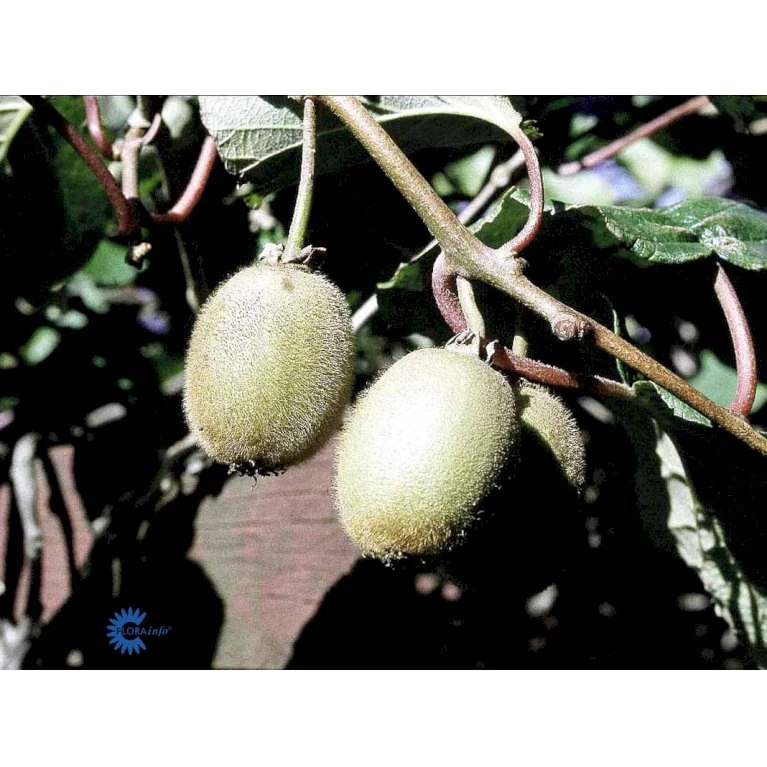 Kiwi 'Boskoop' Actinidia Chinensis 'Boskoop' (Hunplante) Potte 2,0 Liter,- Opbundet 4 Kiwi 'Boskoop' Actinidia Chinensis 'Boskoop' (Hunplante) Potte 2,0 Liter,- Opbundet - Billede 4