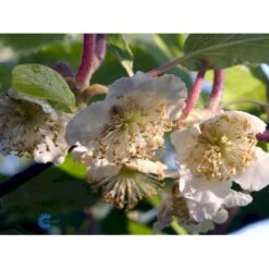 Kiwi 'Male' Actinidia Chinensis 'Male' (Hanplanter) Potte 2,0 Liter,- Opbundet 7 Kiwi 'Male' Actinidia Chinensis 'Male' (Hanplanter) Potte 2,0 Liter,- Opbundet -Sirius Butik fi5616 actinidia chinensis hanplanter a56d