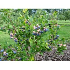 Storfrugtet Blåbær 'Patriot' Vaccinium Corymbosum 'Patriot' Potte 3,0 Liter,- Opbundet -Sirius Butik fi581 vaccinium corymbosum patriot 2f24