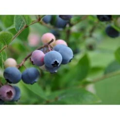 Storfrugtet Blåbær 'Patriot' Vaccinium Corymbosum 'Patriot' Potte 3,0 Liter,- Opbundet -Sirius Butik fi581 vaccinium corymbosum patriot f579