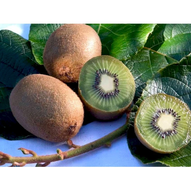 Kiwi 'Solo' Actinidia Chinensis 'Solo' (Selvbestøvende) Potte 2,0 Liter,- Opbundet 60-100 Cm 4 Kiwi 'Solo' Actinidia Chinensis 'Solo' (Selvbestøvende) Potte 2,0 Liter,- Opbundet 60-100 Cm - Billede 4