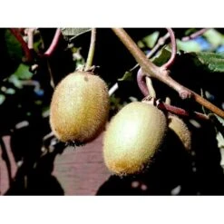 Kiwi 'Solo' Actinidia Chinensis 'Solo' (Selvbestøvende) Potte 2,0 Liter,- Opbundet 60-100 Cm 16 Kiwi 'Solo' Actinidia Chinensis 'Solo' (Selvbestøvende) Potte 2,0 Liter,- Opbundet 60-100 Cm -Sirius Butik fi5 actinidia chinensis 3a3a processed