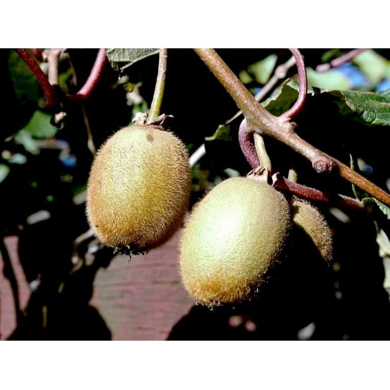 Kiwi 'Solo' Actinidia Chinensis 'Solo' (Selvbestøvende) Potte 2,0 Liter,- Opbundet 60-100 Cm 8 Kiwi 'Solo' Actinidia Chinensis 'Solo' (Selvbestøvende) Potte 2,0 Liter,- Opbundet 60-100 Cm - Billede 8