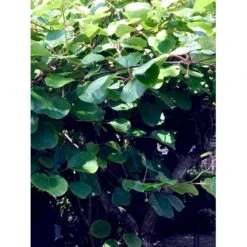 Kiwi 'Solo' Actinidia Chinensis 'Solo' (Selvbestøvende) Potte 2,0 Liter,- Opbundet 60-100 Cm 13 Kiwi 'Solo' Actinidia Chinensis 'Solo' (Selvbestøvende) Potte 2,0 Liter,- Opbundet 60-100 Cm -Sirius Butik fi5 actinidia chinensis 7523 processed