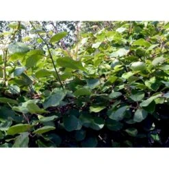 Kiwi 'Solo' Actinidia Chinensis 'Solo' (Selvbestøvende) Potte 2,0 Liter,- Opbundet 60-100 Cm 15 Kiwi 'Solo' Actinidia Chinensis 'Solo' (Selvbestøvende) Potte 2,0 Liter,- Opbundet 60-100 Cm -Sirius Butik fi5 actinidia chinensis a876 processed