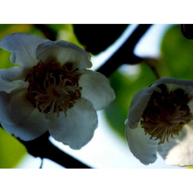 Kiwi 'Solo' Actinidia Chinensis 'Solo' (Selvbestøvende) Potte 2,0 Liter,- Opbundet 60-100 Cm 9 Kiwi 'Solo' Actinidia Chinensis 'Solo' (Selvbestøvende) Potte 2,0 Liter,- Opbundet 60-100 Cm - Billede 9