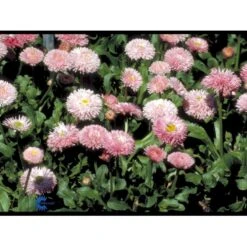 Tusindfryd 'Meadow Daisy' Bellis Perennis L. 'Meadow Daisy' Pose Med Frø Eller Løg, 20 7 Tusindfryd 'Meadow Daisy' Bellis Perennis L. 'Meadow Daisy' Pose Med Frø Eller Løg, 20 -Sirius Butik fi6013 bellis perennis a89b