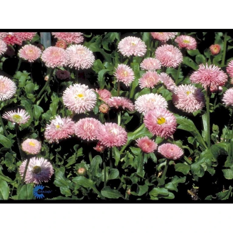 Tusindfryd 'Meadow Daisy' Bellis Perennis L. 'Meadow Daisy' Pose Med Frø Eller Løg, 20 4 Tusindfryd 'Meadow Daisy' Bellis Perennis L. 'Meadow Daisy' Pose Med Frø Eller Løg, 20 - Billede 4
