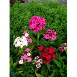 Studenternellike 'Herald Of Spring' Dianthus Barbatus 'Herald Of Spring' Pose Med Frø Eller Løg, 30 11 Studenternellike 'Herald Of Spring' Dianthus Barbatus 'Herald Of Spring' Pose Med Frø Eller Løg, 30 -Sirius Butik fi6182 dianthus barbatus 34cc