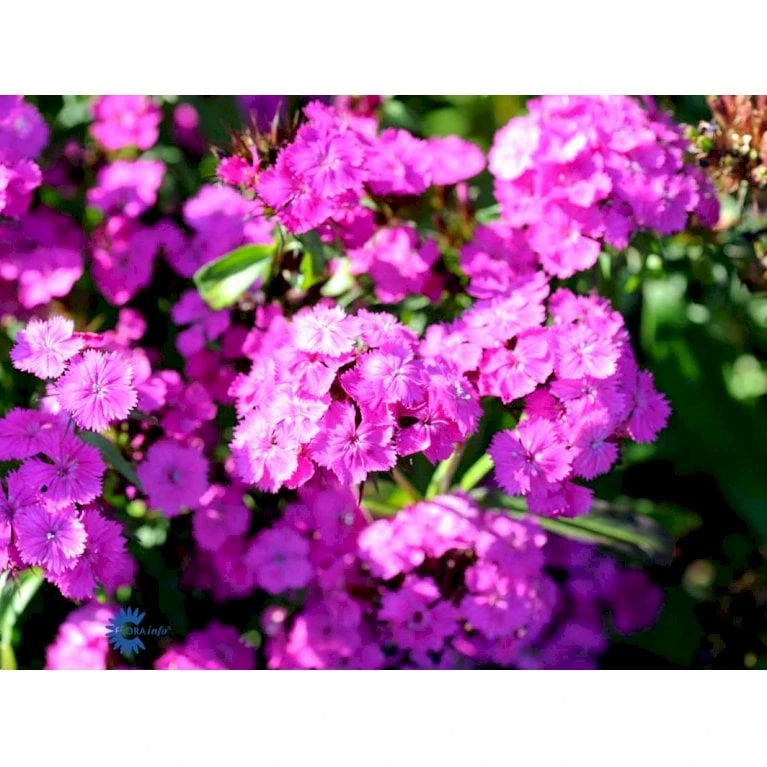 Studenternellike 'Herald Of Spring' Dianthus Barbatus 'Herald Of Spring' Pose Med Frø Eller Løg, 30 2 Studenternellike 'Herald Of Spring' Dianthus Barbatus 'Herald Of Spring' Pose Med Frø Eller Løg, 30 - Billede 2