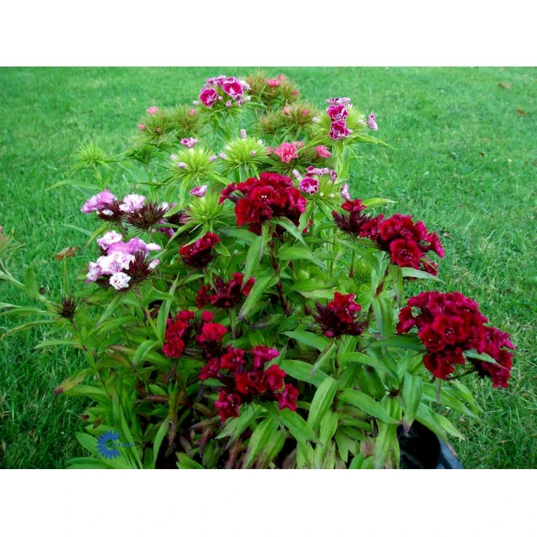 Studenternellike 'Herald Of Spring' Dianthus Barbatus 'Herald Of Spring' Pose Med Frø Eller Løg, 30 5 Studenternellike 'Herald Of Spring' Dianthus Barbatus 'Herald Of Spring' Pose Med Frø Eller Løg, 30 - Billede 5
