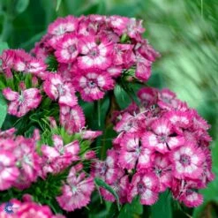 Studenternellike 'Herald Of Spring' Dianthus Barbatus 'Herald Of Spring' Pose Med Frø Eller Løg, 30 9 Studenternellike 'Herald Of Spring' Dianthus Barbatus 'Herald Of Spring' Pose Med Frø Eller Løg, 30 -Sirius Butik fi6182 dianthus barbatus 9741