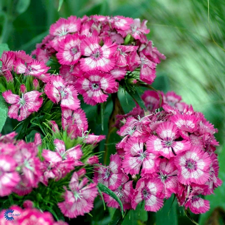 Studenternellike 'Herald Of Spring' Dianthus Barbatus 'Herald Of Spring' Pose Med Frø Eller Løg, 30 4 Studenternellike 'Herald Of Spring' Dianthus Barbatus 'Herald Of Spring' Pose Med Frø Eller Løg, 30 - Billede 4