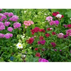 Studenternellike 'Herald Of Spring' Dianthus Barbatus 'Herald Of Spring' Pose Med Frø Eller Løg, 30 8 Studenternellike 'Herald Of Spring' Dianthus Barbatus 'Herald Of Spring' Pose Med Frø Eller Løg, 30 -Sirius Butik fi6182 dianthus barbatus d34b