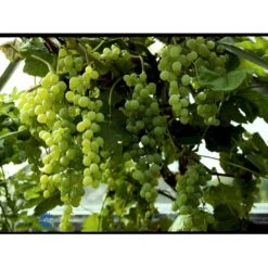Vin 'Himrod' Vitis Vinifera 'Himrod' Potte 3,0 Liter,- Opbundet 80-100 Cm. -Sirius Butik fi621 vitis vinifera himrod 42dd