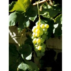 Vin 'Himrod' Vitis Vinifera 'Himrod' Potte 3,0 Liter,- Opbundet 80-100 Cm. -Sirius Butik fi621 vitis vinifera himrod 5d9d