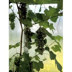 Vin 'Vanessa' Vitis Vinifera 'Vanessa' Potte 3,0 Liter,- Opbundet 80-100 Cm. -Sirius Butik fi643 vitis vinifera vanessa 9400
