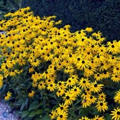 Stor Solhat Rudbeckia Maxima 1 Liter Potte -Sirius Butik fi6481 rudbeckia maxima 6b20