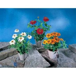 Frøkenhat 'Sunbow Mixed' Zinnia Elegans 'Sunbow Mixed' Pose Med Frø Eller Løg 8 Frøkenhat 'Sunbow Mixed' Zinnia Elegans 'Sunbow Mixed' Pose Med Frø Eller Løg -Sirius Butik fi6568 zinnia elegans 63c7