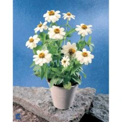 Frøkenhat 'Sunbow Mixed' Zinnia Elegans 'Sunbow Mixed' Pose Med Frø Eller Løg 9 Frøkenhat 'Sunbow Mixed' Zinnia Elegans 'Sunbow Mixed' Pose Med Frø Eller Løg -Sirius Butik fi6568 zinnia elegans 74dc