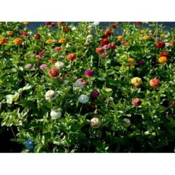 Frøkenhat 'Sunbow Mixed' Zinnia Elegans 'Sunbow Mixed' Pose Med Frø Eller Løg 7 Frøkenhat 'Sunbow Mixed' Zinnia Elegans 'Sunbow Mixed' Pose Med Frø Eller Løg -Sirius Butik fi6568 zinnia elegans f525