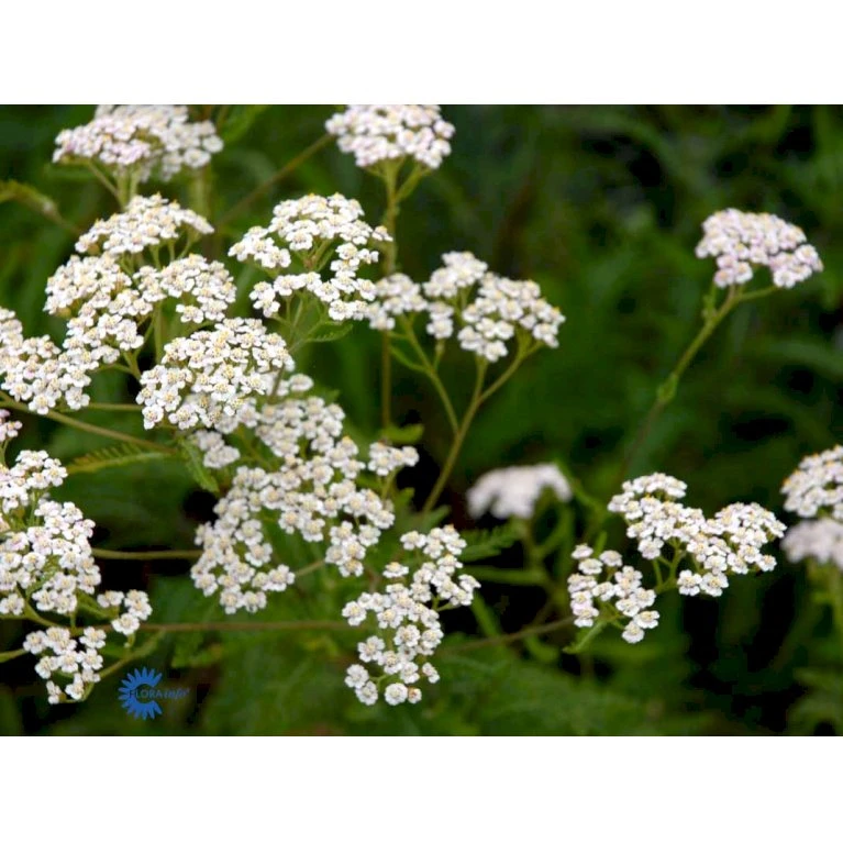 Almindelig Røllike Achillea Millefolium 1 Liter Potte 6 Almindelig Røllike Achillea Millefolium 1 Liter Potte - Billede 6