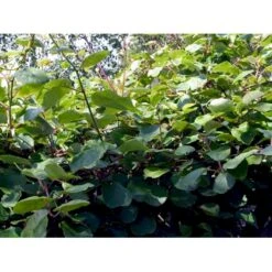 Kiwi 'Jenny' Actinidia Chinensis 'Jenny' (Selvbestøvende) Potte 2,0 Liter,- Opbundet 13 Kiwi 'Jenny' Actinidia Chinensis 'Jenny' (Selvbestøvende) Potte 2,0 Liter,- Opbundet -Sirius Butik fi6 actinidia chinensis jenny 2f27 processed