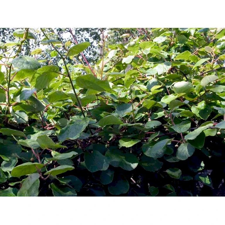 Kiwi 'Jenny' Actinidia Chinensis 'Jenny' (Selvbestøvende) Potte 2,0 Liter,- Opbundet 7 Kiwi 'Jenny' Actinidia Chinensis 'Jenny' (Selvbestøvende) Potte 2,0 Liter,- Opbundet - Billede 7