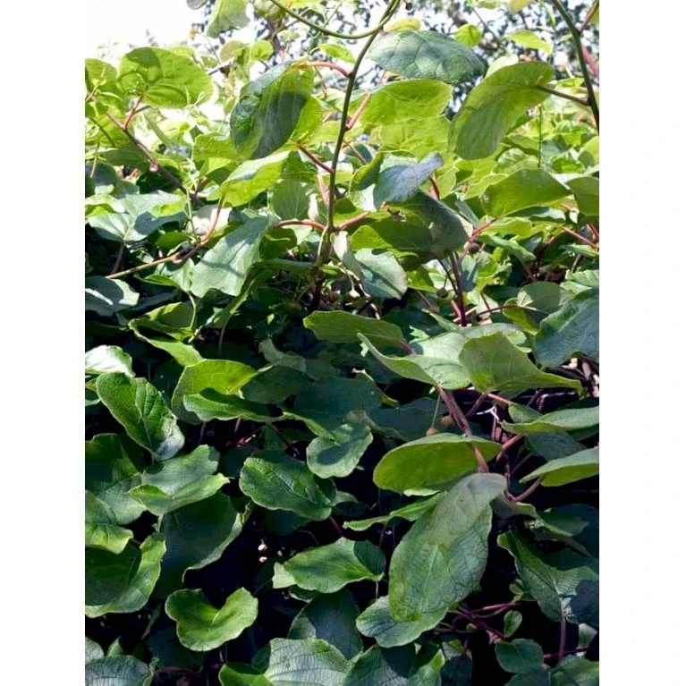 Kiwi 'Jenny' Actinidia Chinensis 'Jenny' (Selvbestøvende) Potte 2,0 Liter,- Opbundet 6 Kiwi 'Jenny' Actinidia Chinensis 'Jenny' (Selvbestøvende) Potte 2,0 Liter,- Opbundet - Billede 6