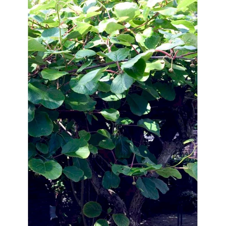 Kiwi 'Jenny' Actinidia Chinensis 'Jenny' (Selvbestøvende) Potte 2,0 Liter,- Opbundet 5 Kiwi 'Jenny' Actinidia Chinensis 'Jenny' (Selvbestøvende) Potte 2,0 Liter,- Opbundet - Billede 5