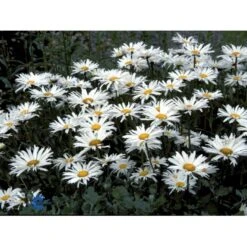 Kæmpemargerit 'Wirral Supreme' Leucanthemum Supberbum 'Wirral Supreme'' 1 Liter Potte -Sirius Butik fi8020 chrysanthemum maximum wirral supreme a3fd