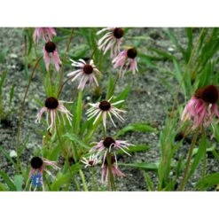Purpursolhat Echinacea Pallida 1 Liter Potte -Sirius Butik fi8551 echinacea pallida f8b8