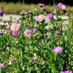 Bakkestjerne 'Rosa Juwel' Erigeron Hybrid 'Rosa Juwel' 1 Liter Potte -Sirius Butik fi8635 erigeron rosa juwel 2c25