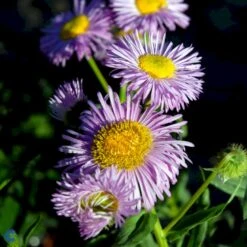 Bakkestjerne 'Rosa Juwel' Erigeron Hybrid 'Rosa Juwel' 1 Liter Potte -Sirius Butik fi8635 erigeron rosa juwel 348b
