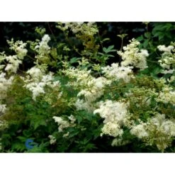 Almindelig Mjødurt Filipendula Ulmaria 10 Cm. Potte -Sirius Butik fi8815 filipendula ulmaria variegata 76c7