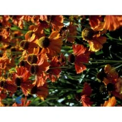 Solbrud 'Short 'n' Sassy' Helenium 'Short 'n' Sassy' 1 Liter Potte -Sirius Butik fi9159 helenium 4f2f
