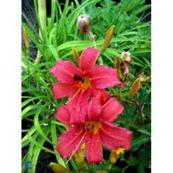 Daglilje 'Pink Damask' Hemerocallis 'Pink Damask' Potte 2 Liter. -Sirius Butik fi9452 hemerocallis pink damask 1632