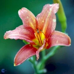 Daglilje 'Pink Damask' Hemerocallis 'Pink Damask' Potte 2 Liter. -Sirius Butik fi9452 hemerocallis pink damask 795c