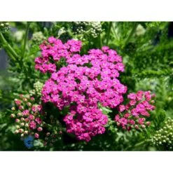Almindelig Røllike 'Pink Grapefruit' Achillea Millefolium 'Pink Grapefruit' 1 Liter Potte -Sirius Butik mi10152 achillea mil t f pink grapefruit e387