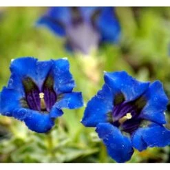 Trompet Ensian Gentiana Acaulis 10 Cm. Potte 7 Trompet Ensian Gentiana Acaulis 10 Cm. Potte -Sirius Butik mi1028 gentiana acaulis 117a