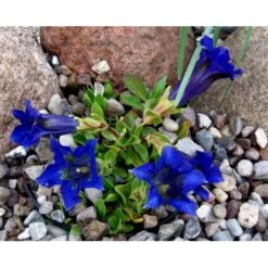 Trompet Ensian Gentiana Acaulis 10 Cm. Potte 8 Trompet Ensian Gentiana Acaulis 10 Cm. Potte -Sirius Butik mi1028 gentiana acaulis cad6