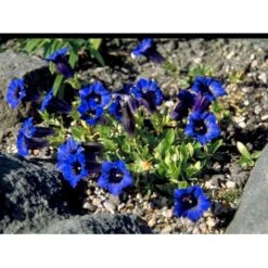 Trompet Ensian Gentiana Acaulis 10 Cm. Potte 9 Trompet Ensian Gentiana Acaulis 10 Cm. Potte -Sirius Butik mi1028 gentiana acaulis f1d5