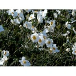 Høstanemone 'Honorine Jobert' Anemone Japonica 'Honorine Jobert' 1 Liter Potte -Sirius Butik mi10365 anemone x hybrida honorine jobert 534f