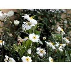 Høstanemone 'Honorine Jobert' Anemone Japonica 'Honorine Jobert' 1 Liter Potte -Sirius Butik mi10365 anemone x hybrida honorine jobert 8486