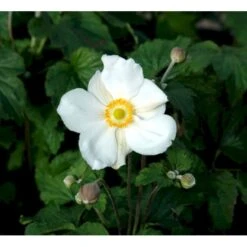 Høstanemone 'Honorine Jobert' Anemone Japonica 'Honorine Jobert' 1 Liter Potte -Sirius Butik mi10365 anemone x hybrida honorine jobert db16