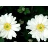 Høstanemone 'Whirlwind' Anemone Japonica-hybrid 'Whirlwind' 1 Liter Potte