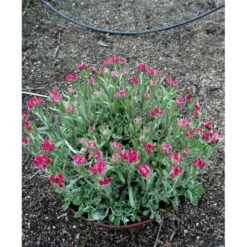 Kattefod 'Rubra' Antennaria Dioca 'Rubra' 10 Cm. Potte -Sirius Butik mi10384 antennaria dioica rubra 45a5